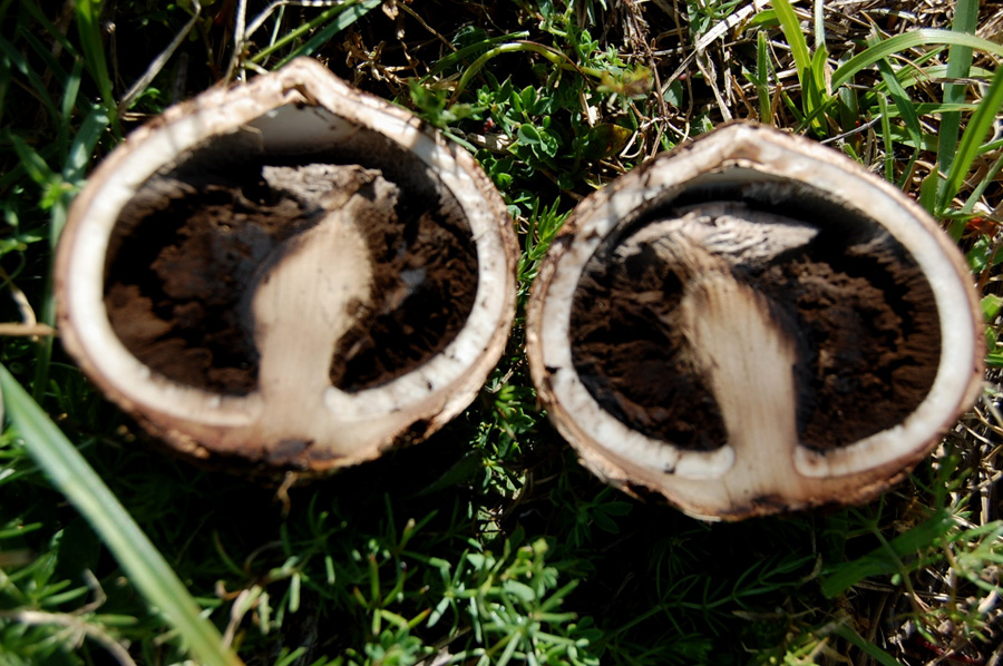 Geastrum di alta quota nei Sibillini -cf. G. melanocephalum